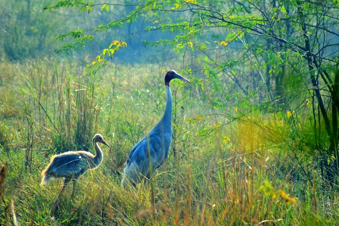 From Jaipur: Bird Safari and Agra sightseeing All-Inclusive - Why the private vehicle changes the day