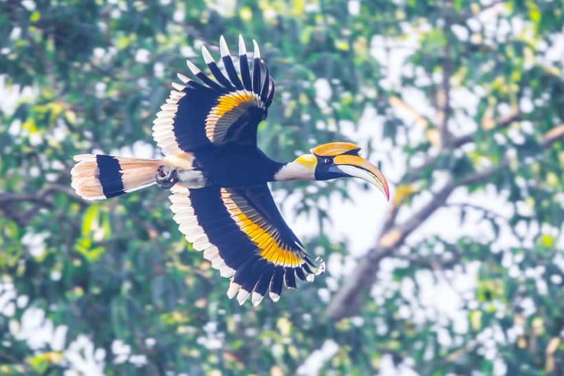 From Khaosok:Half day Bird watching and Wildlife explore - Why the 6:30 am start matters