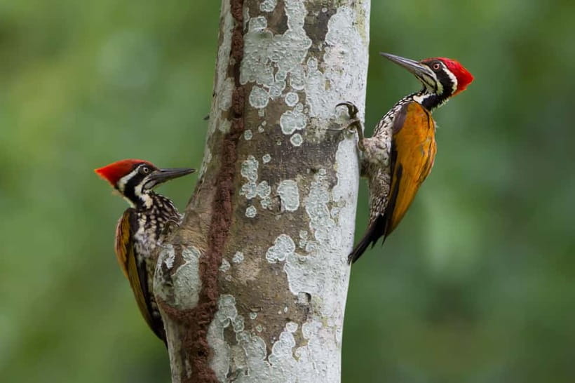 From Khaosok:Half day Bird watching and Wildlife explore - From Khao Sok village into the national park