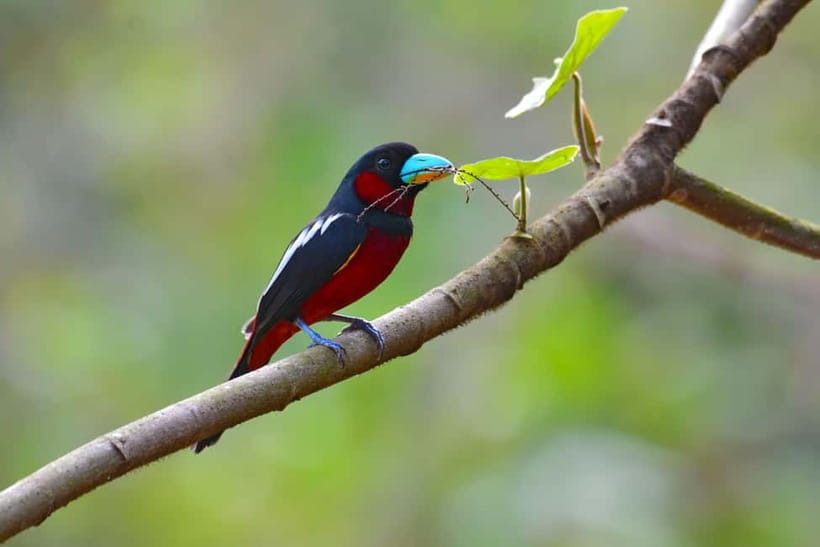From Khaosok:Half day Bird watching and Wildlife explore - Why a specialist guide changes the morning
