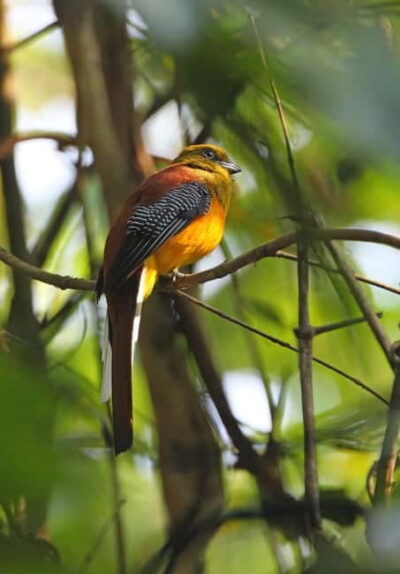 From Khaosok:Half day Bird watching and Wildlife explore