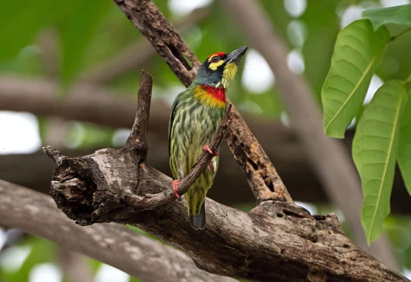 From Khaosok:Half day Bird watching and Wildlife explore - What to bring for Khao Sok’s forest conditions