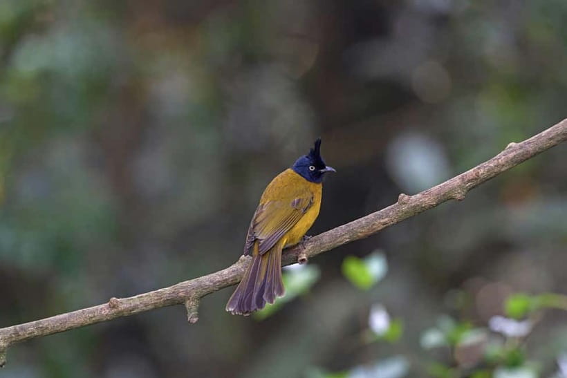 From Khaosok:Half day Bird watching and Wildlife explore - Is the $93 price good value?