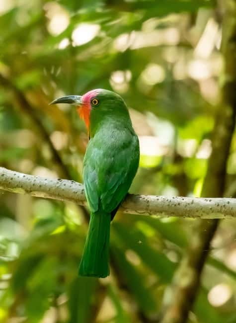 From Khaosok:Half day Bird watching and Wildlife explore - Who should book this half-day outing?