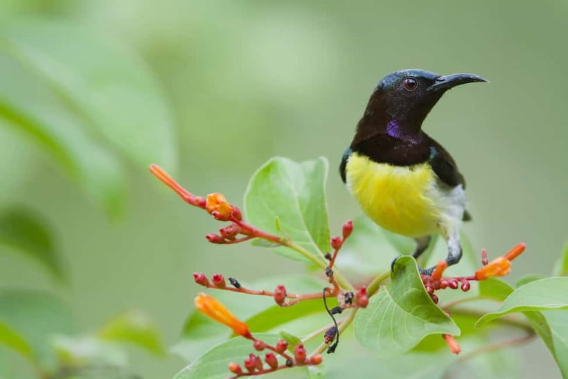 From Khaosok:Half day Bird watching and Wildlife explore - Booking and cancellation details