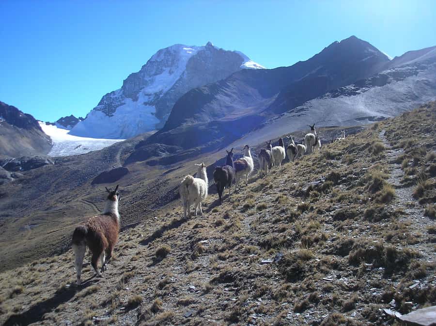 From La Paz: Condoriri Andes, Pico Austria Full Day Hiking - Box lunch and the practical value of $140