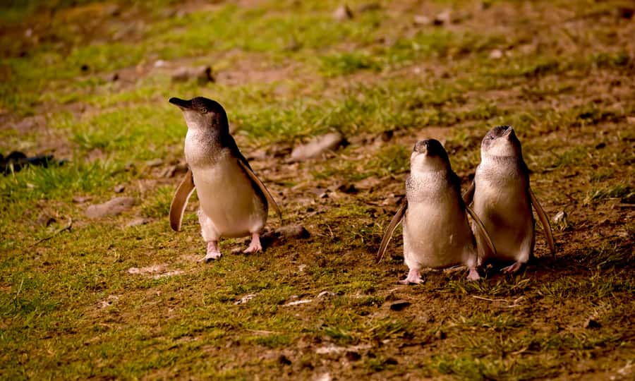 From Melbourne: Penguin Parade Afternoon Tour - Leaving Melbourne after lunch
