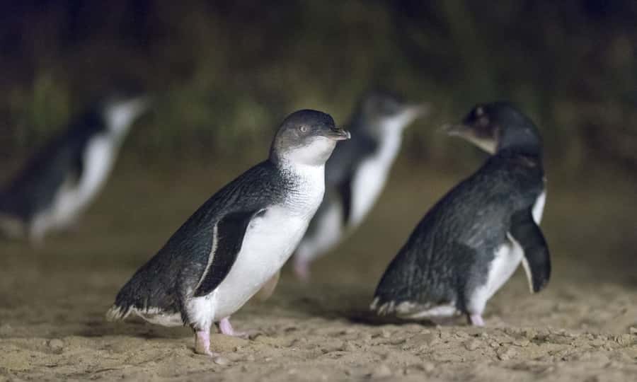 From Melbourne: Penguin Parade Afternoon Tour - The Nobbies and Phillip Island’s ocean edge