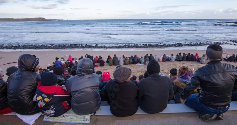 From Melbourne: Penguin Parade, Koalas & Kangaroos - Why the penguin return is worth the long day