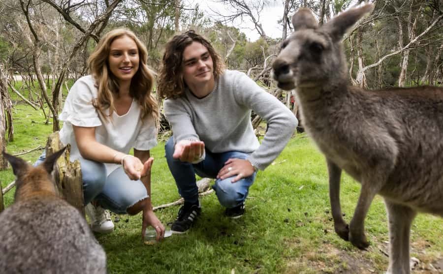 From Melbourne: Penguin Parade, Koalas & Kangaroos - Nobbies Boardwalk and the open southern coast