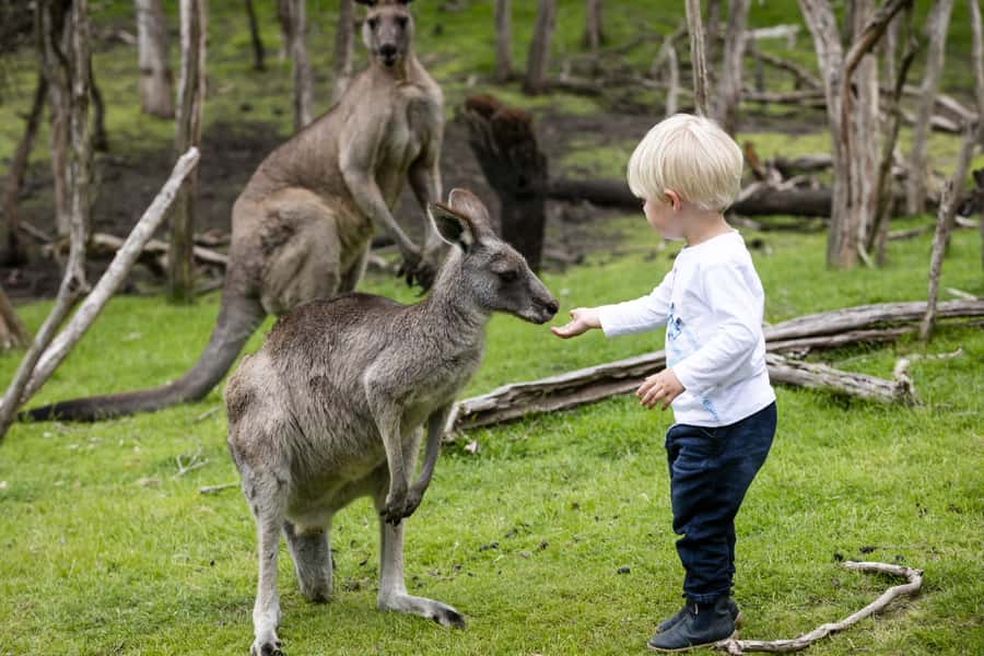 From Melbourne: Penguin Parade, Koalas & Kangaroos - The small bus makes the itinerary possible