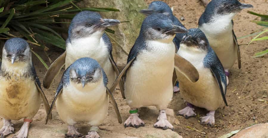 From Melbourne: Penguin Parade, Koalas & Kangaroos - What the $112 price really covers