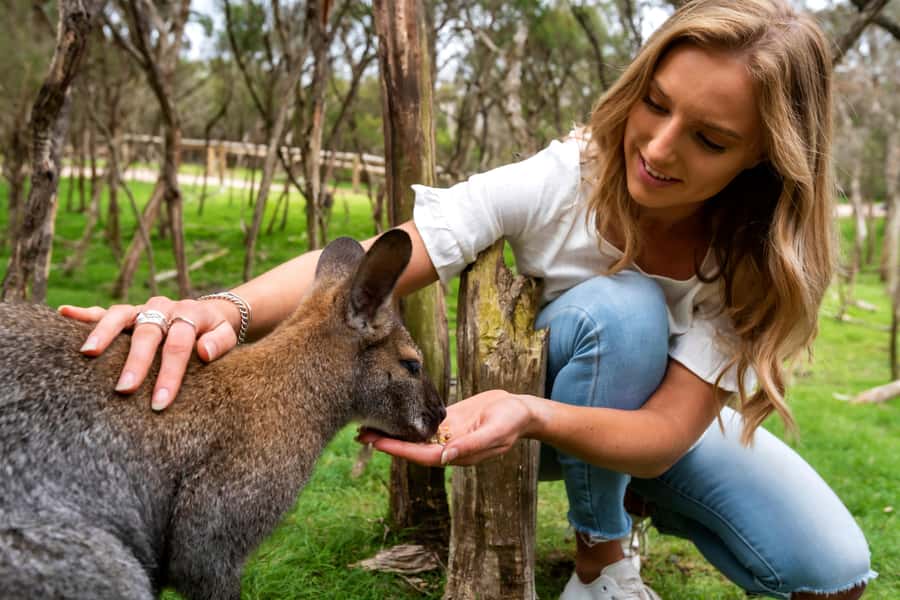 From Melbourne: Penguins and Wildlife Nature Day Tour - Key points to know before booking