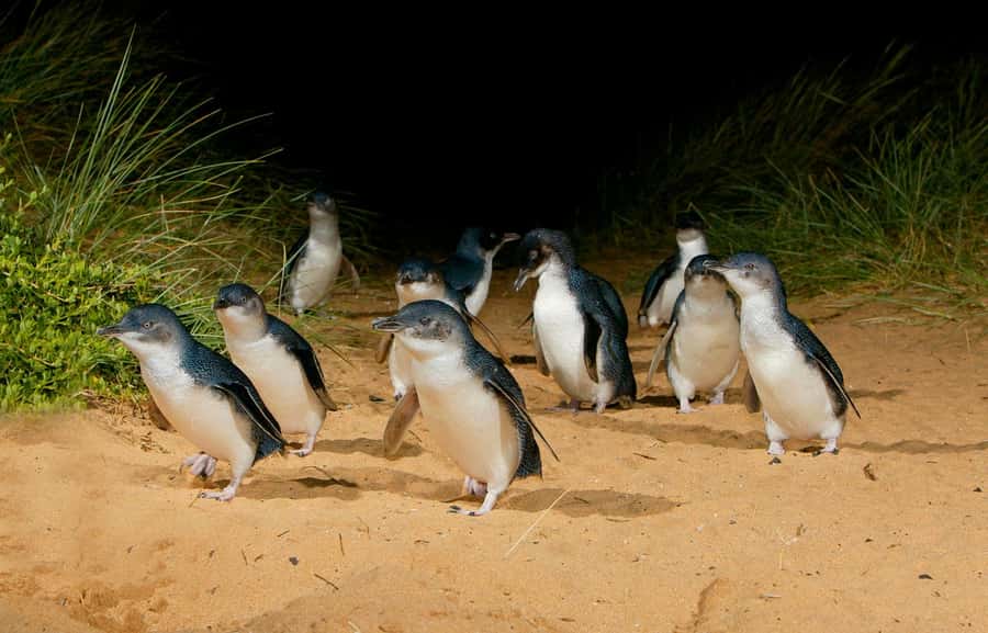 From Melbourne: Penguins and Wildlife Nature Day Tour - Final call: book it for the penguins and the full wildlife mix