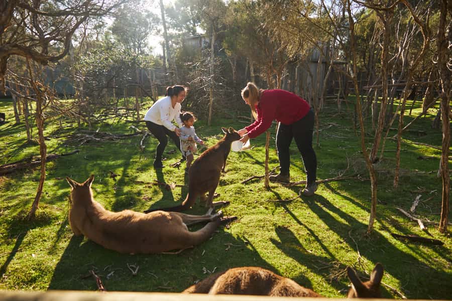 From Melbourne: Penguins and Wildlife Nature Day Tour - Two hours with Australian animals at Moonlit Sanctuary