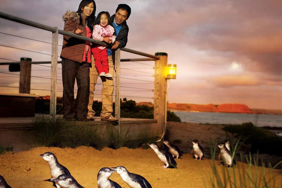From Melbourne: Phillip Is Penguin Parade & Koala Reserve - Key points at a glance