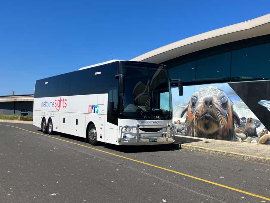 From Melbourne: Phillip Is Penguin Parade & Koala Reserve - Looking for wallabies on the coastal drive