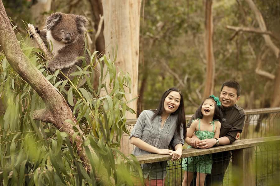 From Melbourne: Phillip Is Penguin Parade & Koala Reserve - Guides and the feel of the day