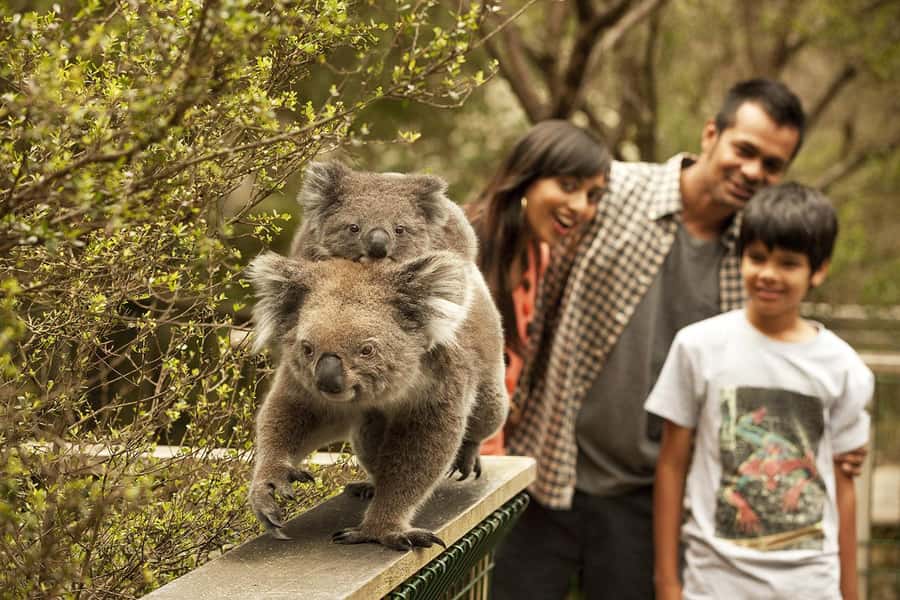 From Melbourne: Phillip Is Penguin Parade & Koala Reserve - The Koala Conservation Reserve: a calm first wildlife stop
