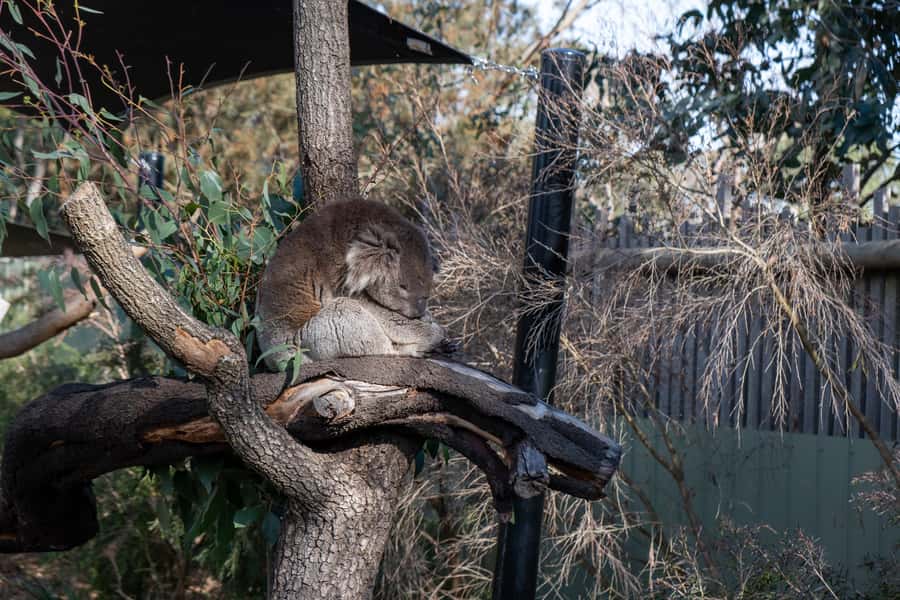 From Melbourne: Phillip Island and Penguin Parade Day Tour - Key points to know before booking