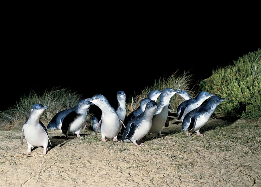 From Melbourne: Phillip Island and Penguin Parade Day Tour - Why the penguin parade is worth the late night