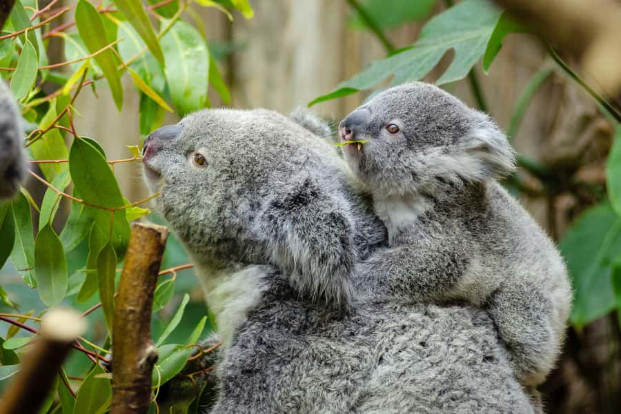 From Melbourne: Phillip Island and Penguin Parade Day Tour - Cape Woolamai brings a change of pace