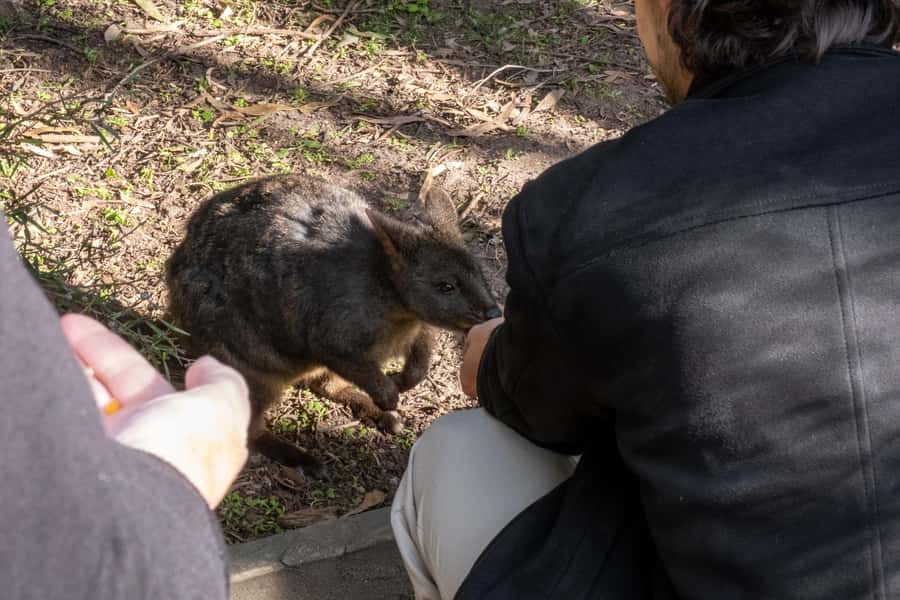 From Melbourne: Phillip Island and Penguin Parade Day Tour - From Melbourne to Moonlit Sanctuary