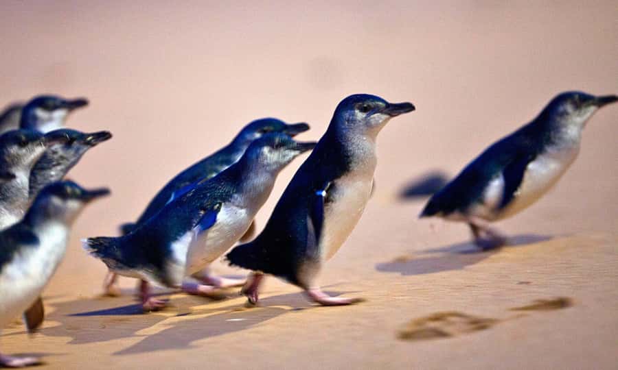 From Melbourne: Phillip Island Penguin Parade Eco Tour - Why the Penguin Parade is worth the long day