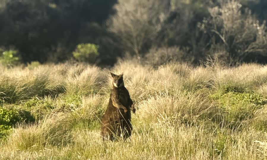 From Melbourne: Phillip Island Penguin Parade Eco Tour - Timing, meals, and the late return