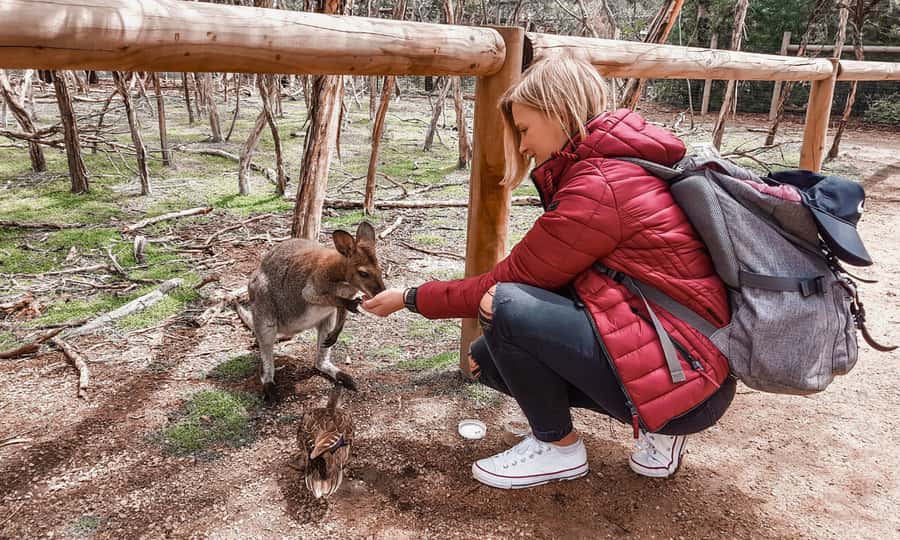 From Melbourne: Phillip Island Penguin Parade Eco Tour - Moonlit Sanctuary: the most hands-on stop