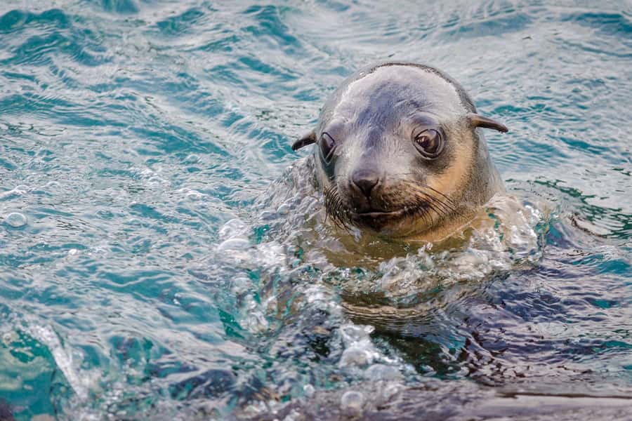 From Melbourne: Phillip Island Penguin Parade Express Tour - Cowes in the warmer months