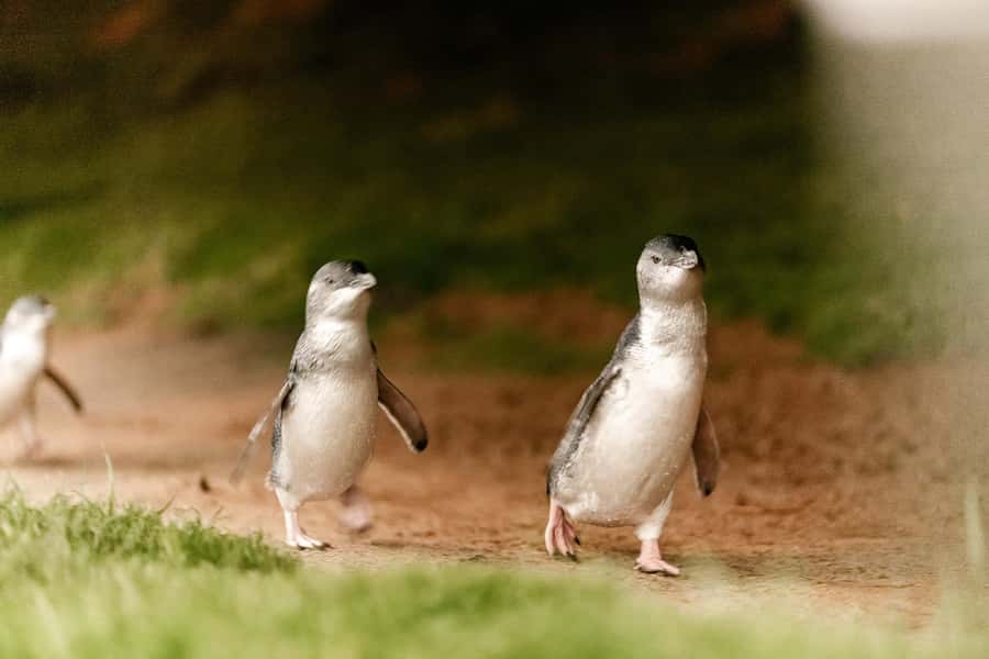 From Melbourne: Phillip Island Penguin Parade Express Tour - Who will enjoy this Phillip Island tour