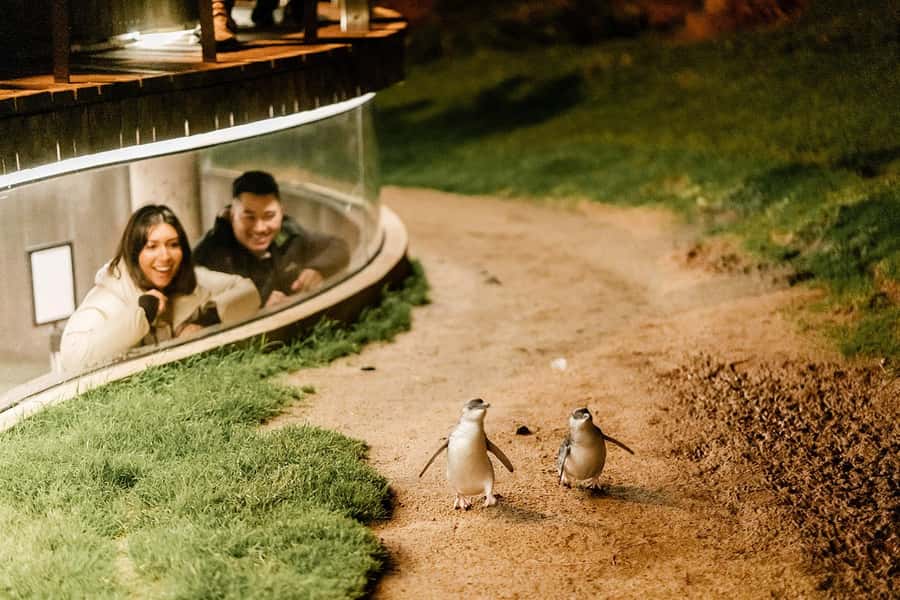From Melbourne: Phillip Island Penguin Parade Express Tour - Should you book the Penguin Parade Express Tour?