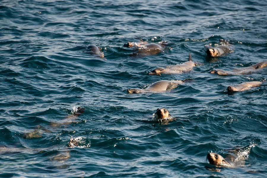 From Melbourne: Phillip Island Penguin Parade Express Tour - Seal Rocks and the Nobbies boardwalk