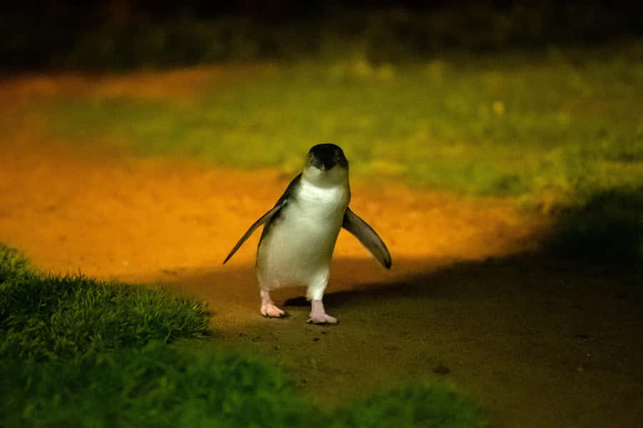 From Melbourne: Phillip Island Penguin Parade & Koalas Tour - The Nobbies and Seal Rocks: Phillip Island’s wild edge