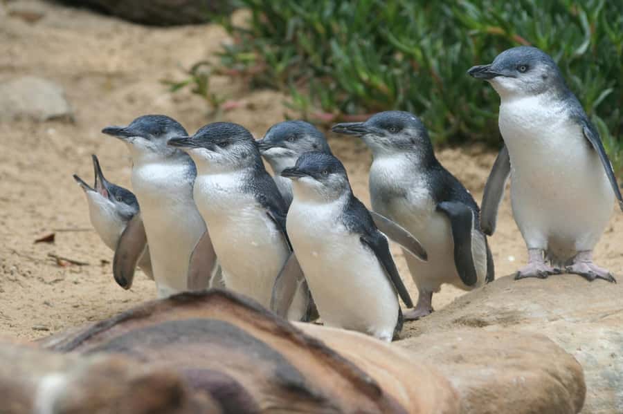 From Melbourne: Phillip Island Penguin Parade & Koalas Tour - Cowes gives you a practical dinner break