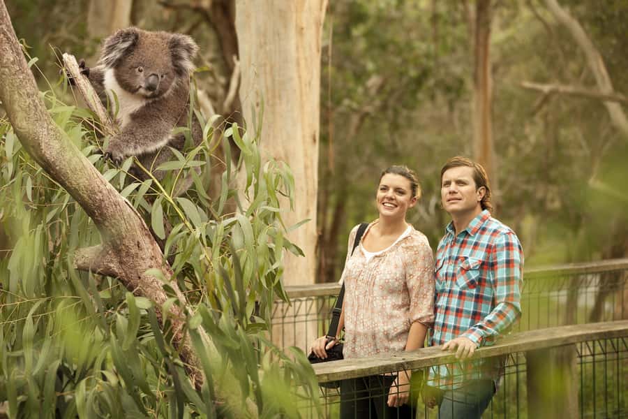 From Melbourne: Phillip Island Penguin Parade & Koalas Tour - What the timing feels like in real life
