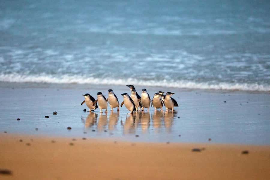 From Melbourne: Phillip Island Penguin Parade & Koalas Tour - From central Melbourne to Phillip Island