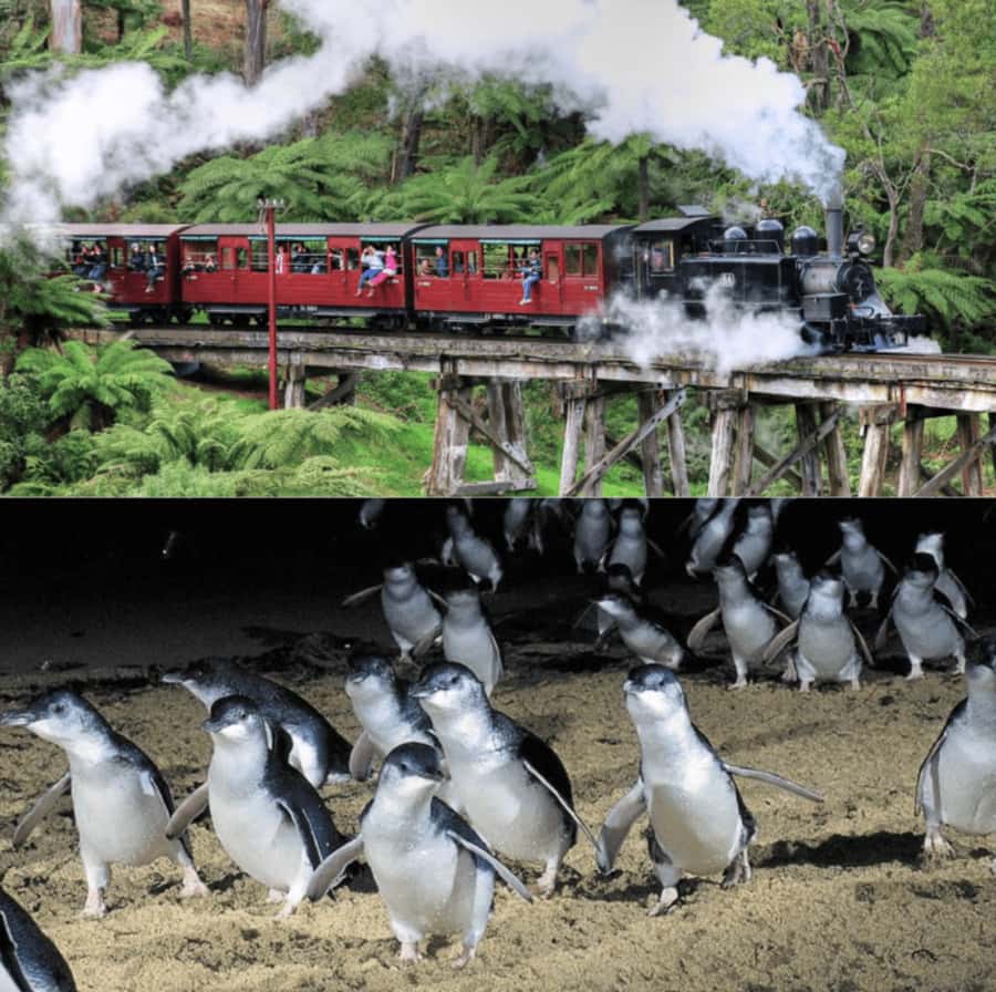 From Melbourne: Puffing Billy and Penguin Parade Combo Tour - The Nobbies, blowhole, and Seal Rock