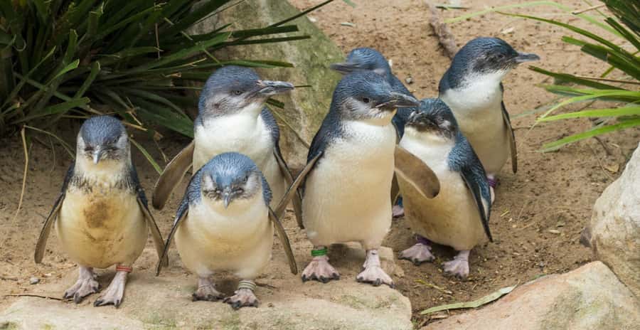 From Melbourne: Puffing Billy and Penguin Parade Combo Tour - What to pack and how to pace yourself