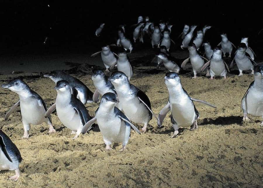 From Melbourne: Puffing Billy and Penguin Parade Combo Tour - Who should book this tour