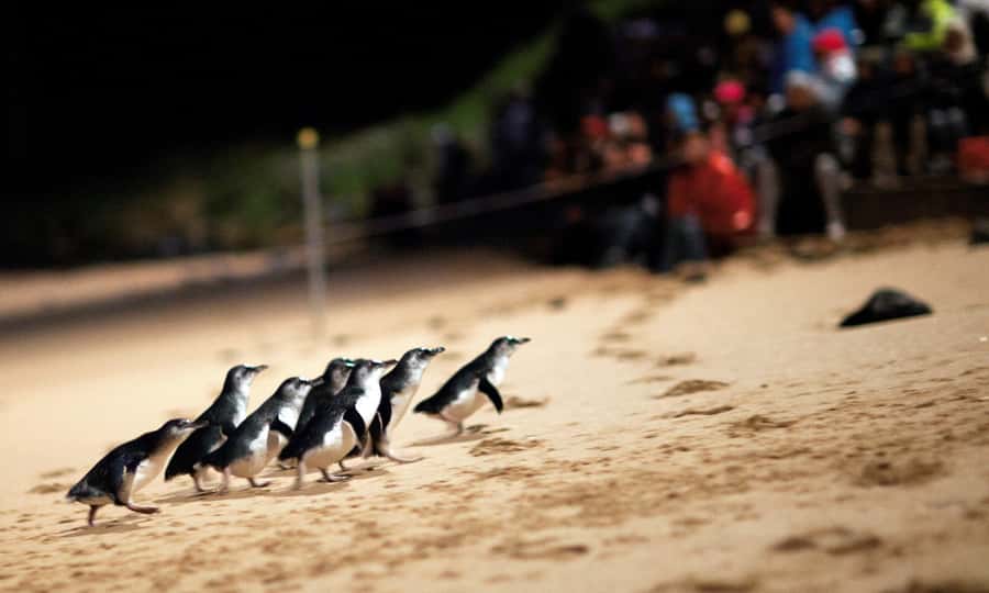 From Melbourne: Puffing Billy & Penguins Combo Tour Package - Two Victorian icons in one long day