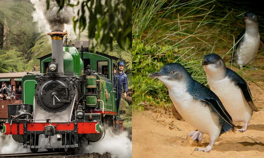 From Melbourne: Puffing Billy & Penguins Combo Tour Package - Morning at Belgrave and Puffing Billy Railway