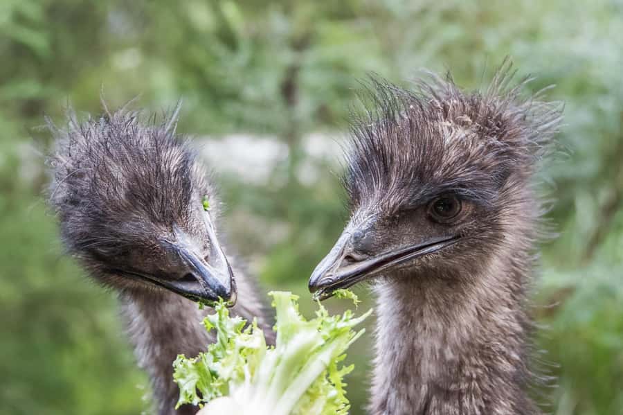 From Melbourne: Puffing Billy Steam Train & Wildlife Tour - A useful pause at Lakeside