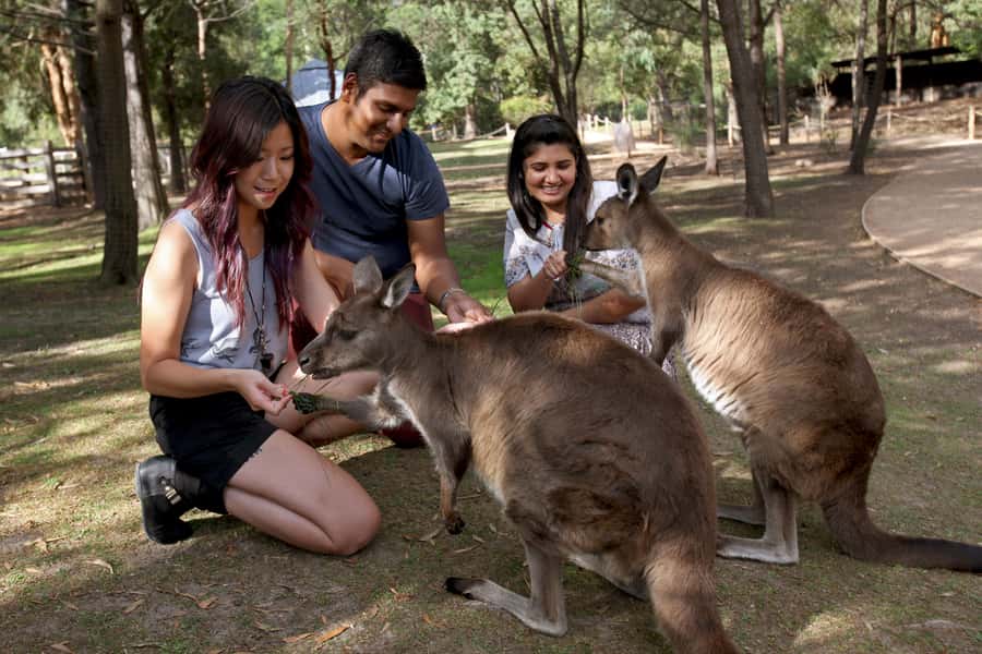 From Melbourne: Puffing Billy Steam Train & Wildlife Tour - Exploring Healesville Sanctuary in about two hours
