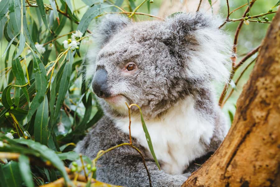 From Melbourne: Puffing Billy Steam Train & Wildlife Tour - Who should book this tour