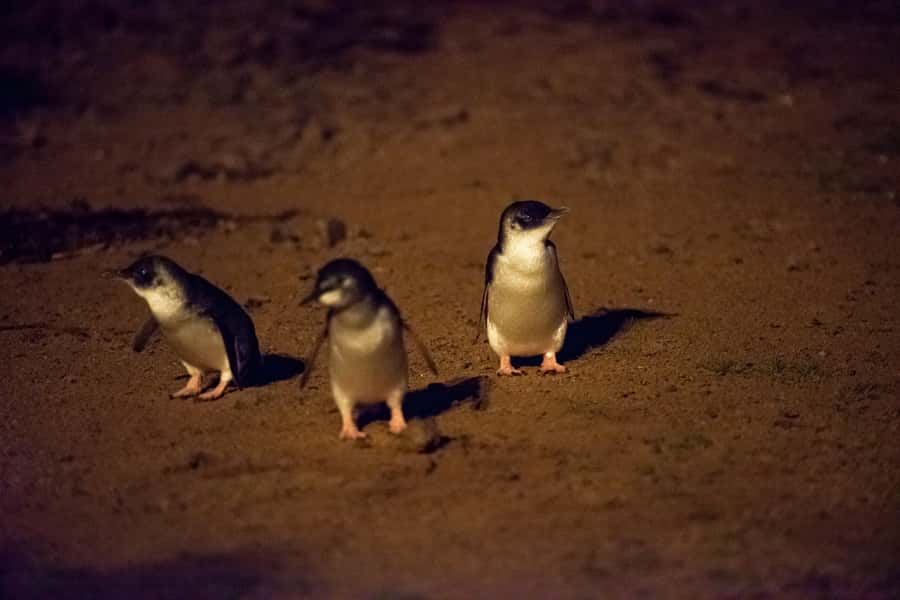 From Melbourne: Puffing Billy Train & Penguin Wildlife Tour - The Nobbies and Bass Strait views