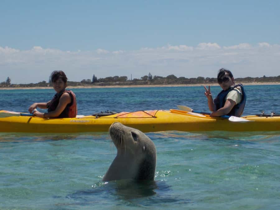 From Perth: Rockingham Seal & Penguin Islands Sea Kayak Tour - Key things to know before you book
