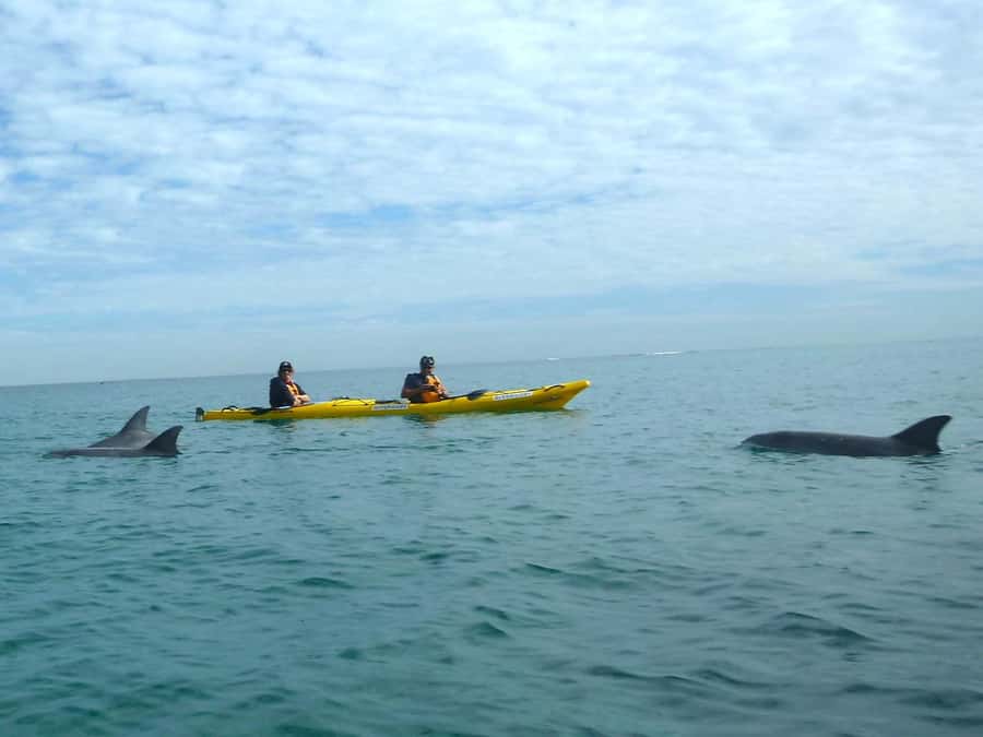 From Perth: Rockingham Seal & Penguin Islands Sea Kayak Tour - A nature walk with more than penguins
