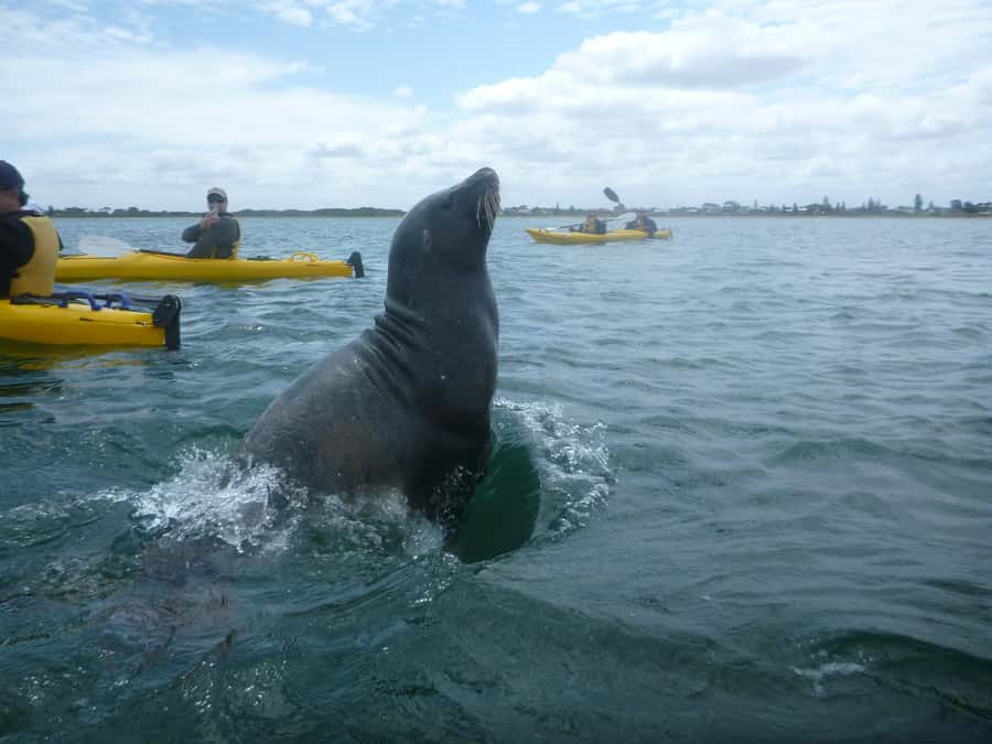 From Perth: Rockingham Seal & Penguin Islands Sea Kayak Tour - Who will enjoy this tour most